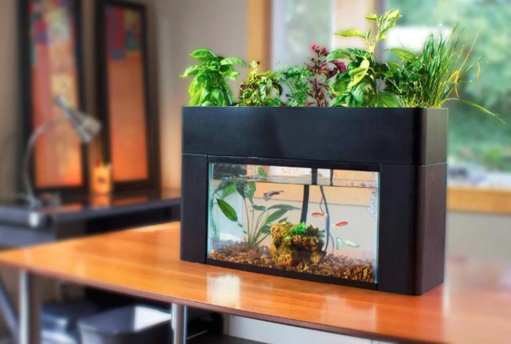 The Best Tips and Tricks for Aquaponics in Small&nbsp;Spaces