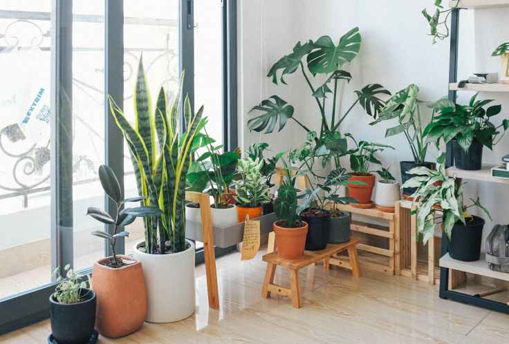 Top Houseplants for&nbsp;2023