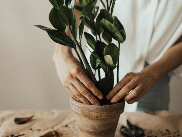 Welcome to the World of Plant&nbsp;Parenting
